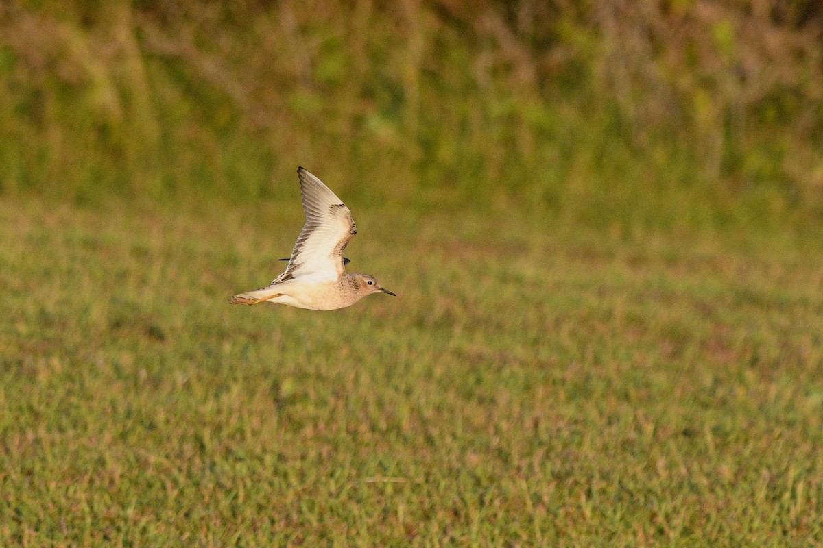 Buff-breasted Sandpiper - ML621851994