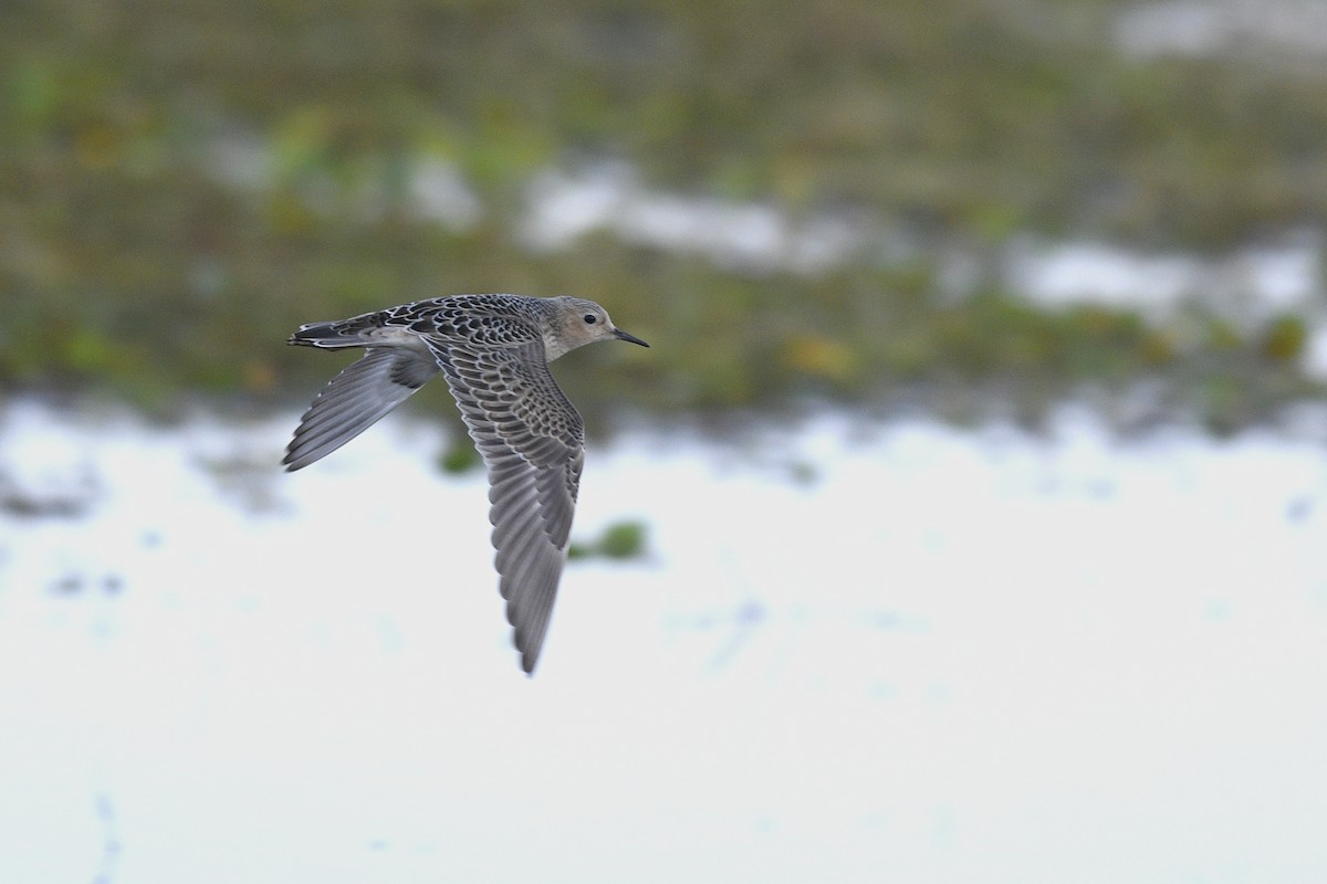 Buff-breasted Sandpiper - ML621851995