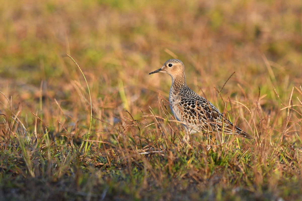 Buff-breasted Sandpiper - ML621851996