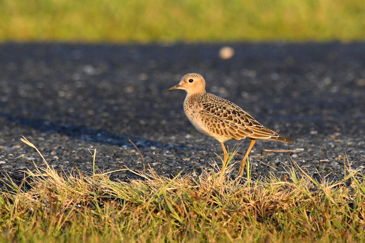 Buff-breasted Sandpiper - ML621851998