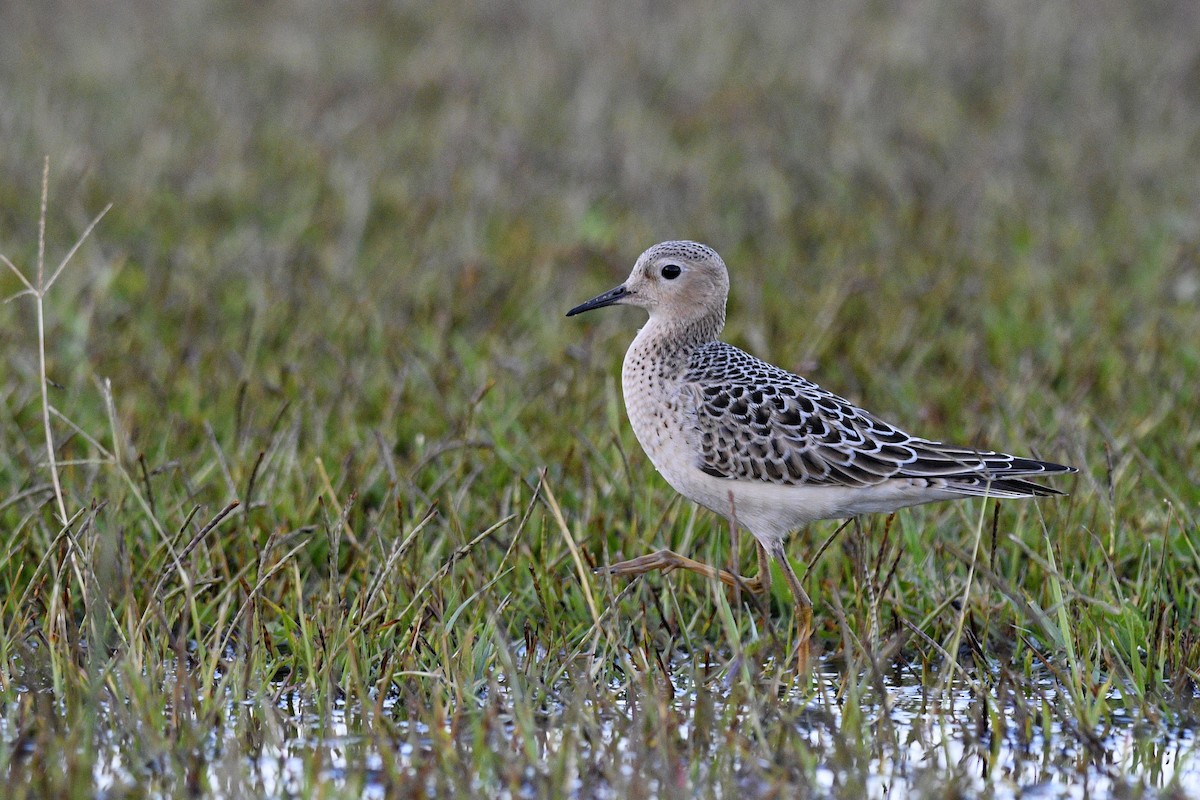 Buff-breasted Sandpiper - ML621851999