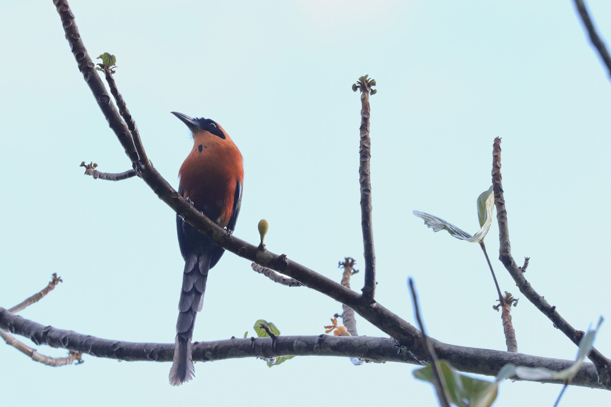 Rufous Motmot - ML621852001