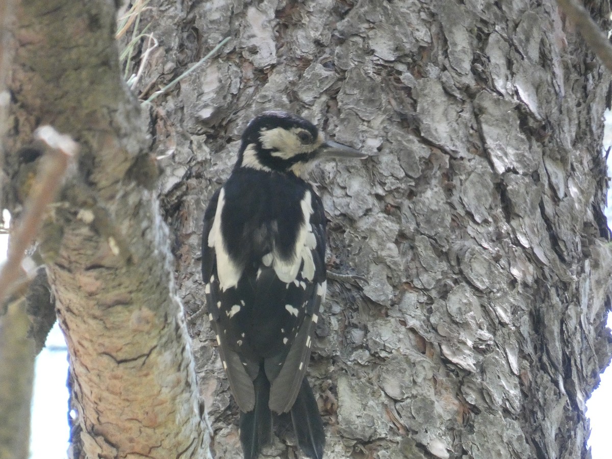 Great Spotted Woodpecker (Canarian) - ML621852036