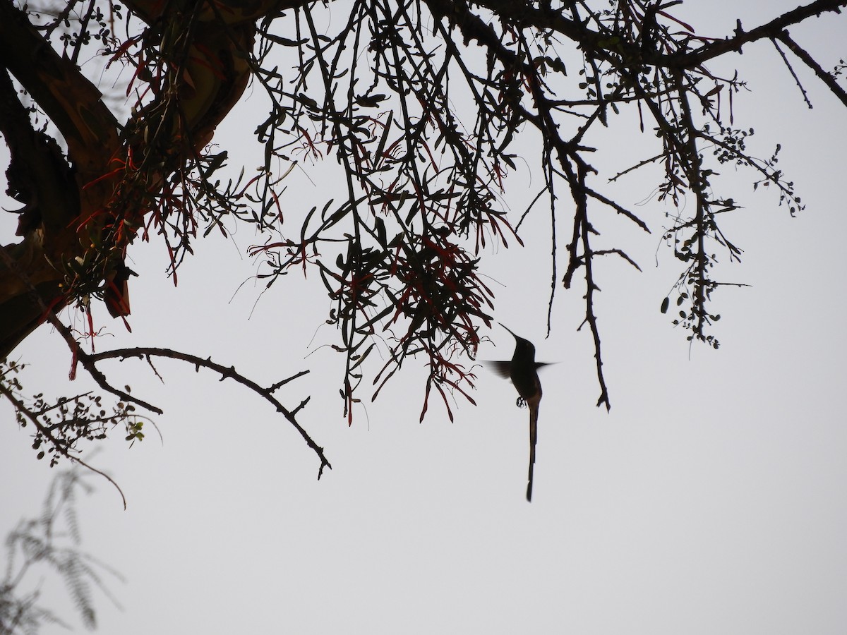 Red-tailed Comet - ML621852037