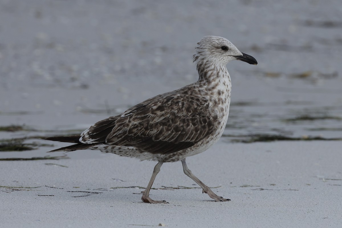 Gaviota Sombría - ML621852043