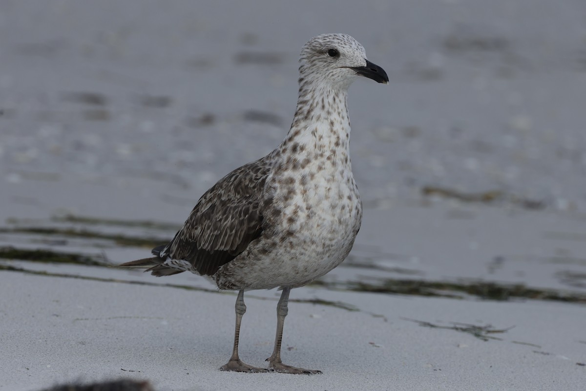 Gaviota Sombría - ML621852044