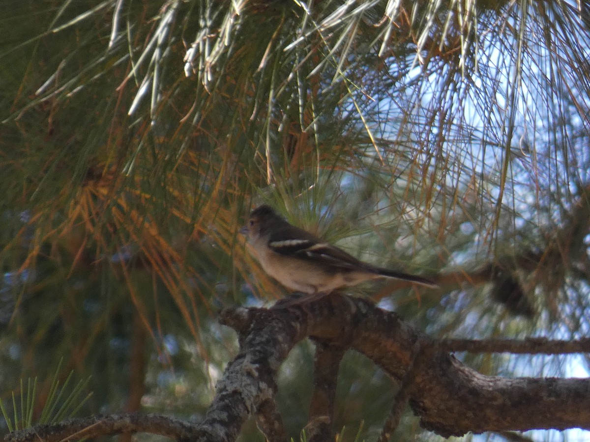 Canary Islands Chaffinch - ML621852073