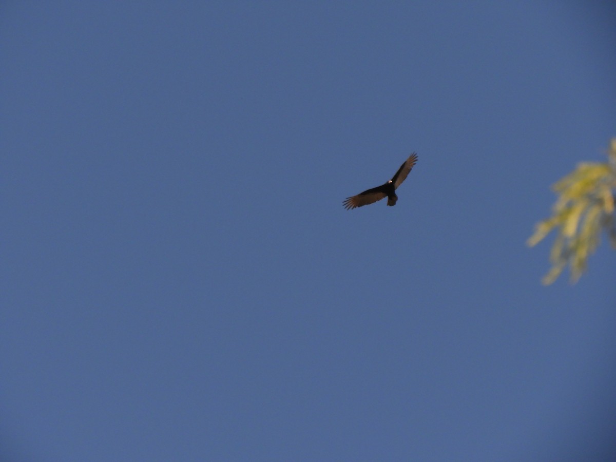 Turkey Vulture - ML621852078