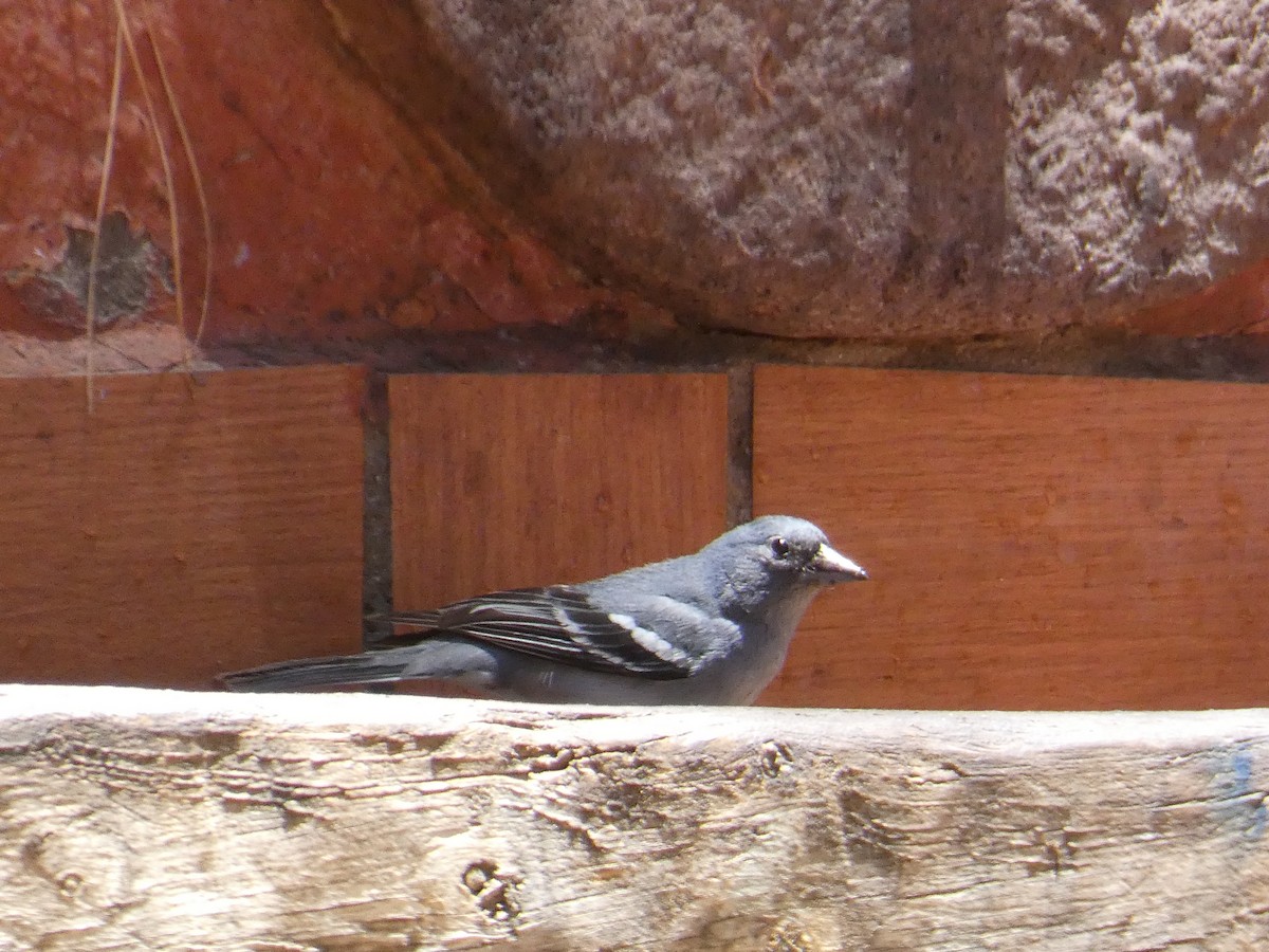 Gran Canaria Blue Chaffinch - ML621852092