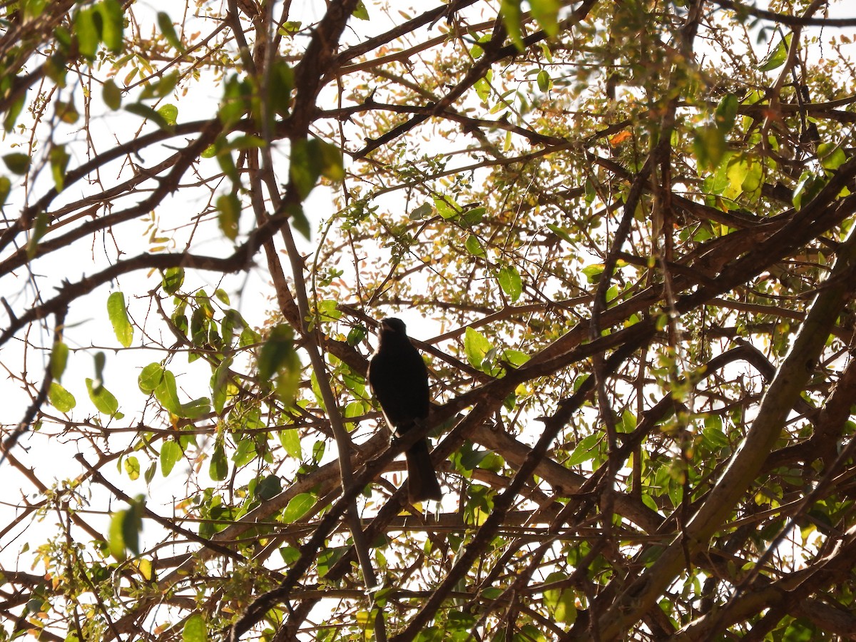 White-winged Black-Tyrant - ML621852109