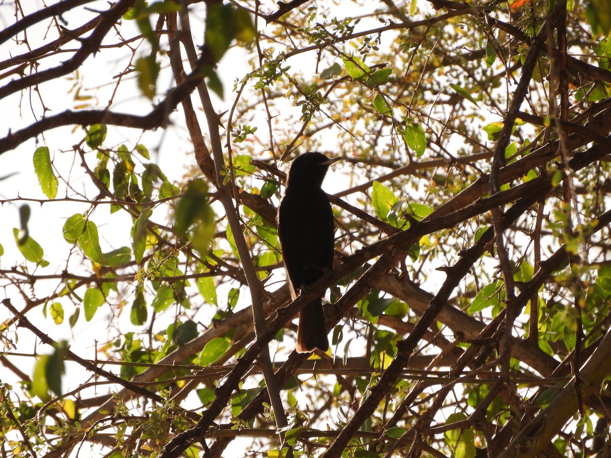 White-winged Black-Tyrant - ML621852110