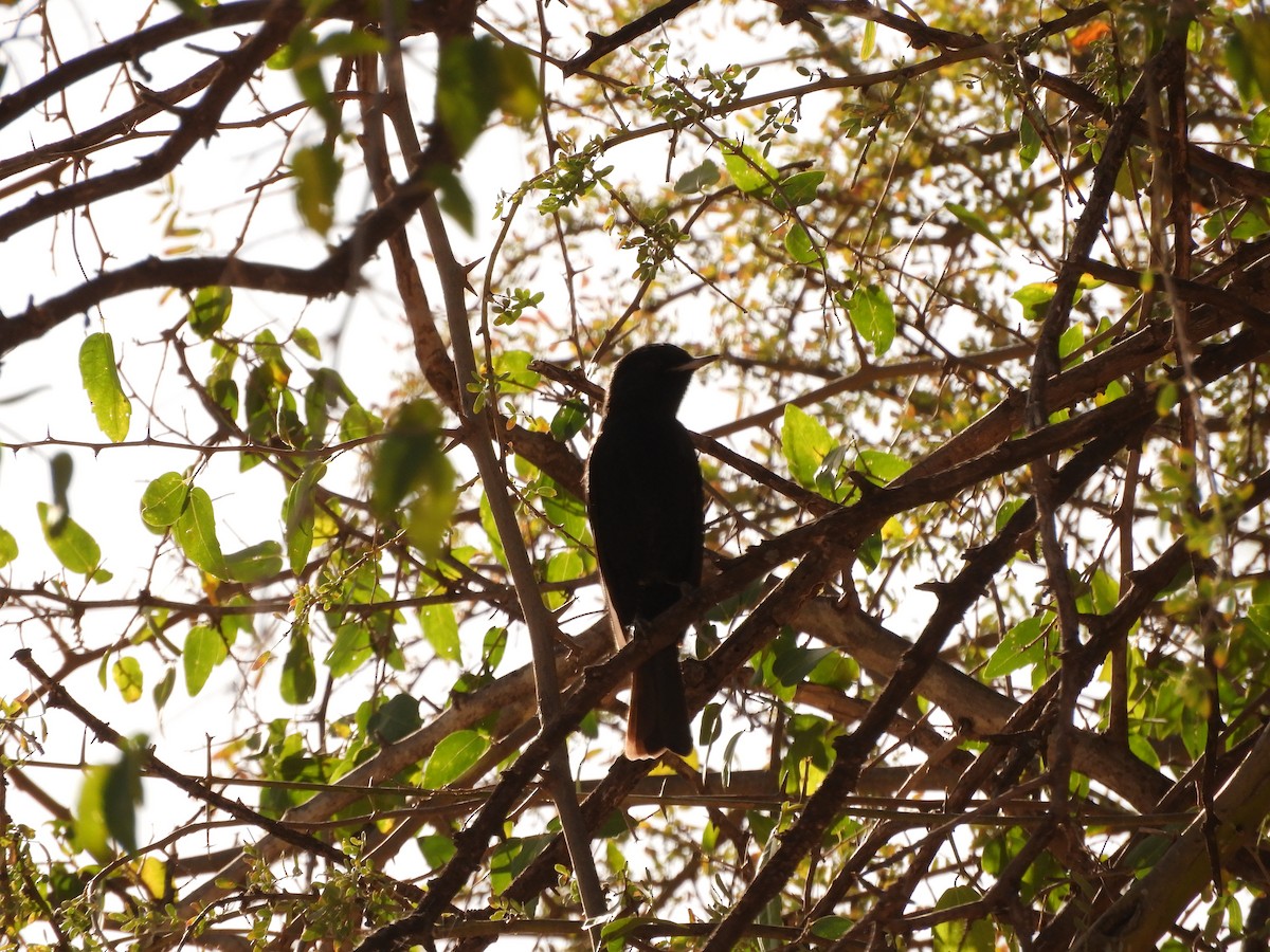 White-winged Black-Tyrant - ML621852112