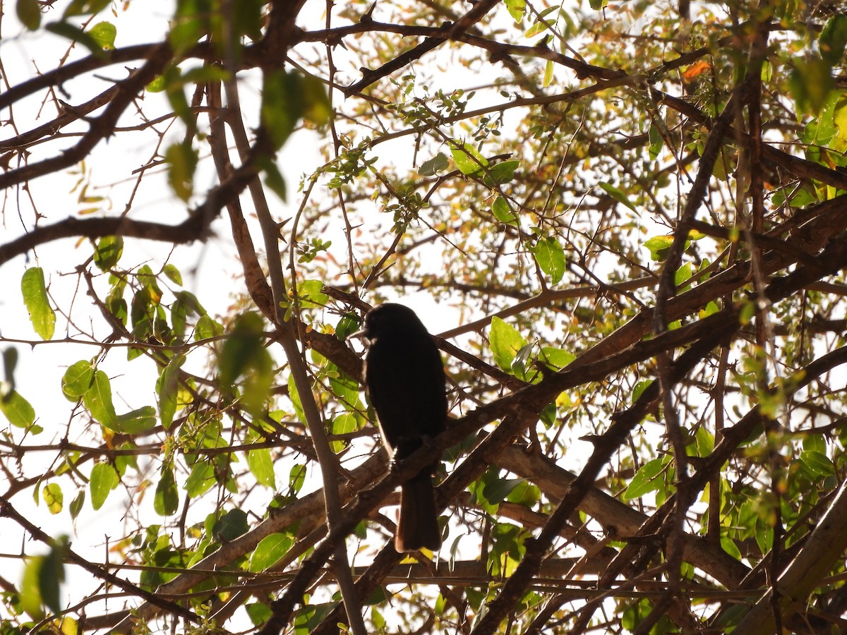 White-winged Black-Tyrant - ML621852113