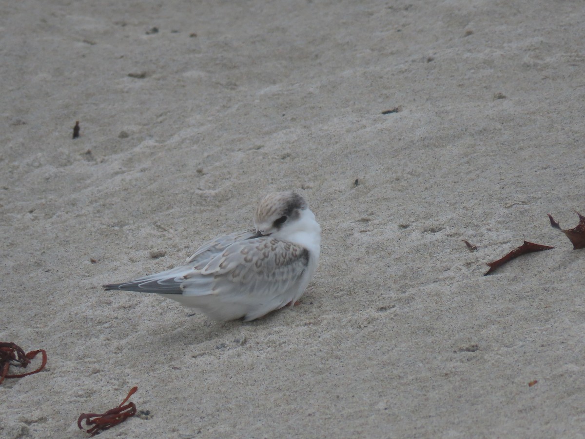 Least Tern - ML621852121