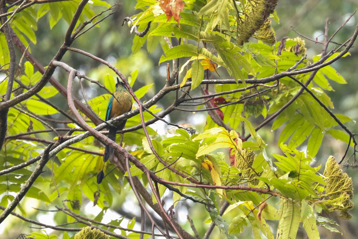 Amazonian Motmot - ML621852142