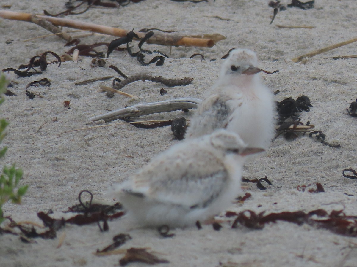 Least Tern - ML621852154