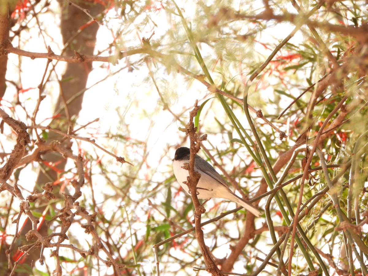 Black-capped Warbling Finch - ML621852176