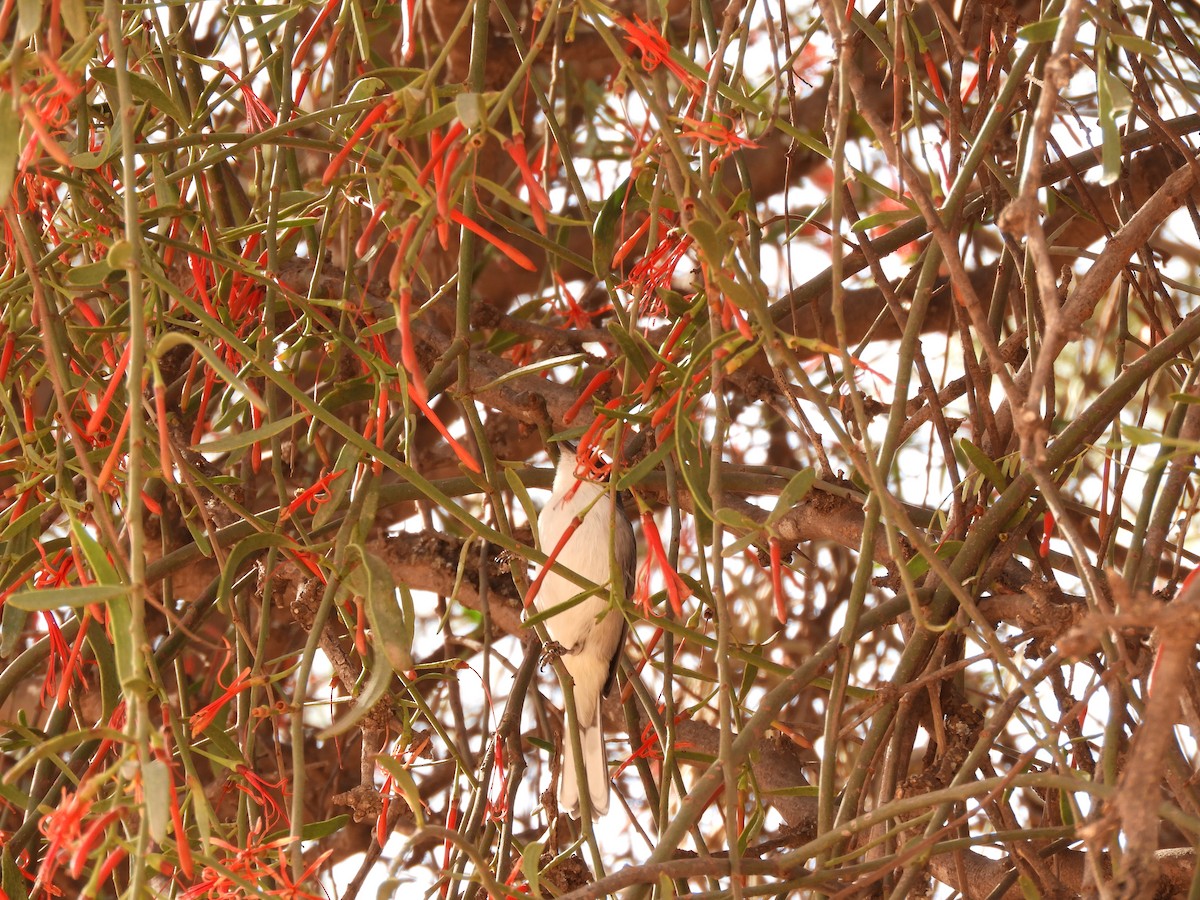 Black-capped Warbling Finch - ML621852181