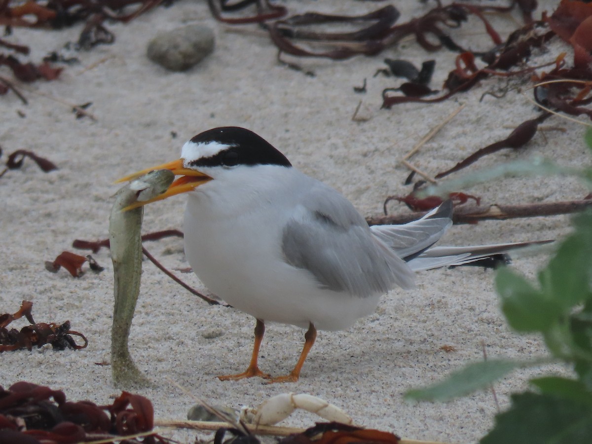 Least Tern - ML621852195