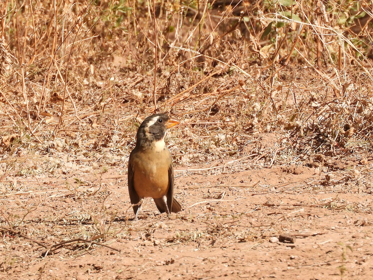 Golden-billed Saltator - ML621852251