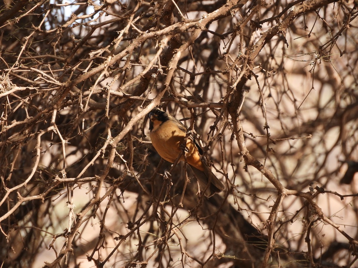 Golden-billed Saltator - ML621852252