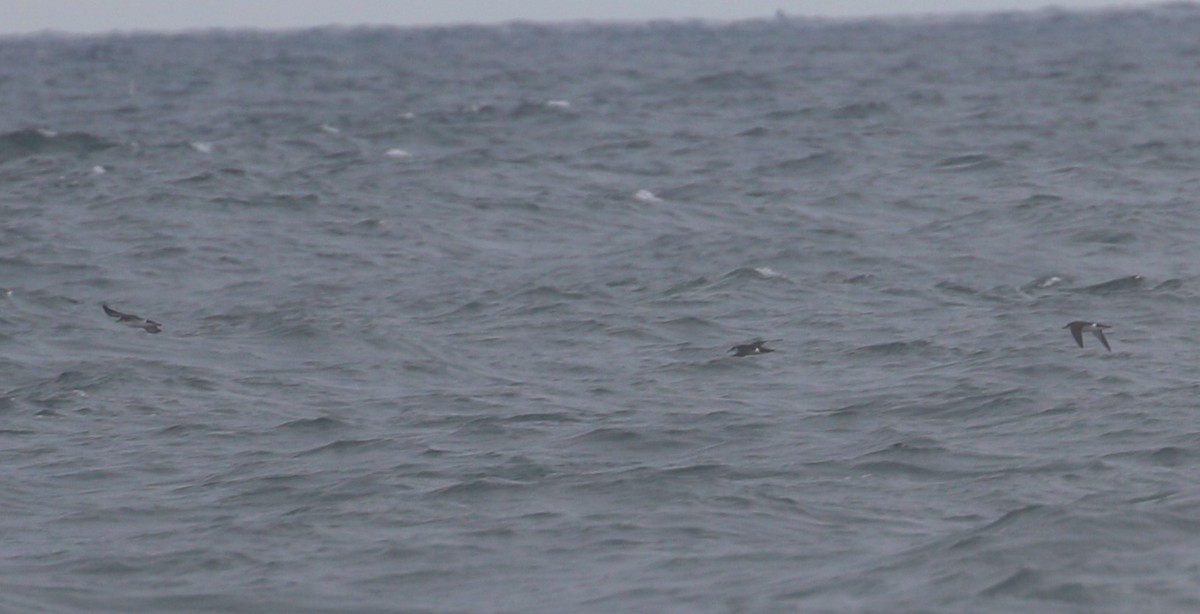 Manx Shearwater - ML621852258