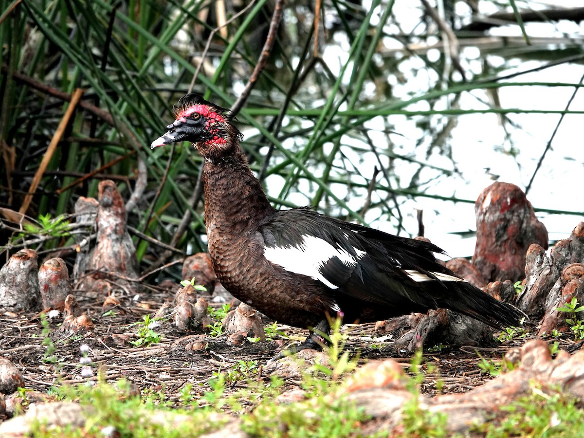 Muscovy Duck (Domestic type) - ML621852278