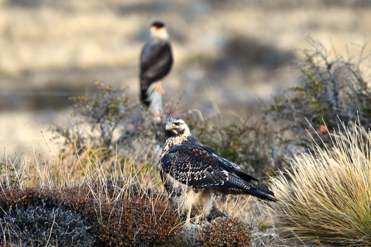 Black-chested Buzzard-Eagle - ML621852282