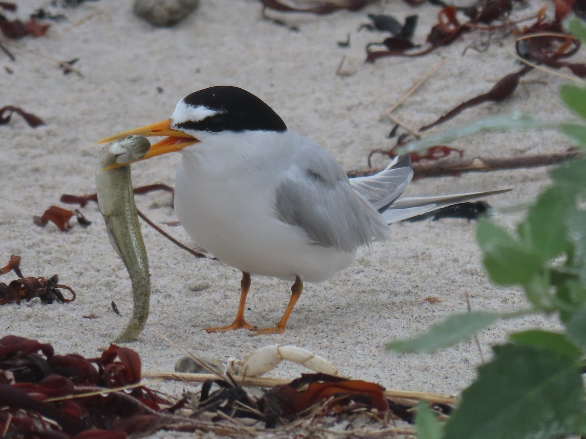 Least Tern - ML621852305