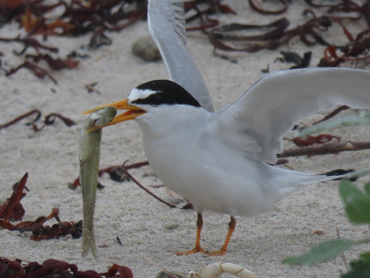 Least Tern - ML621852307