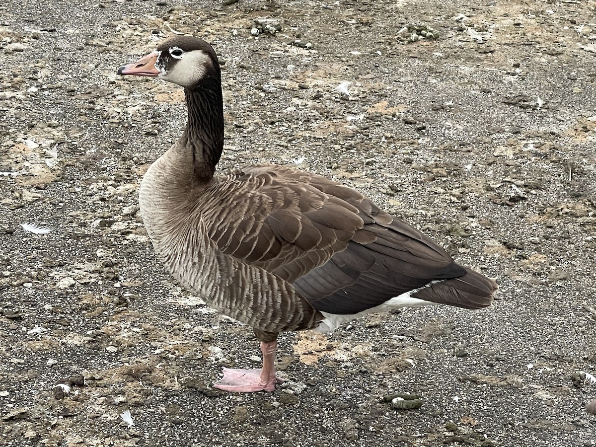 Graylag x Canada Goose (hybrid) - ML621852348