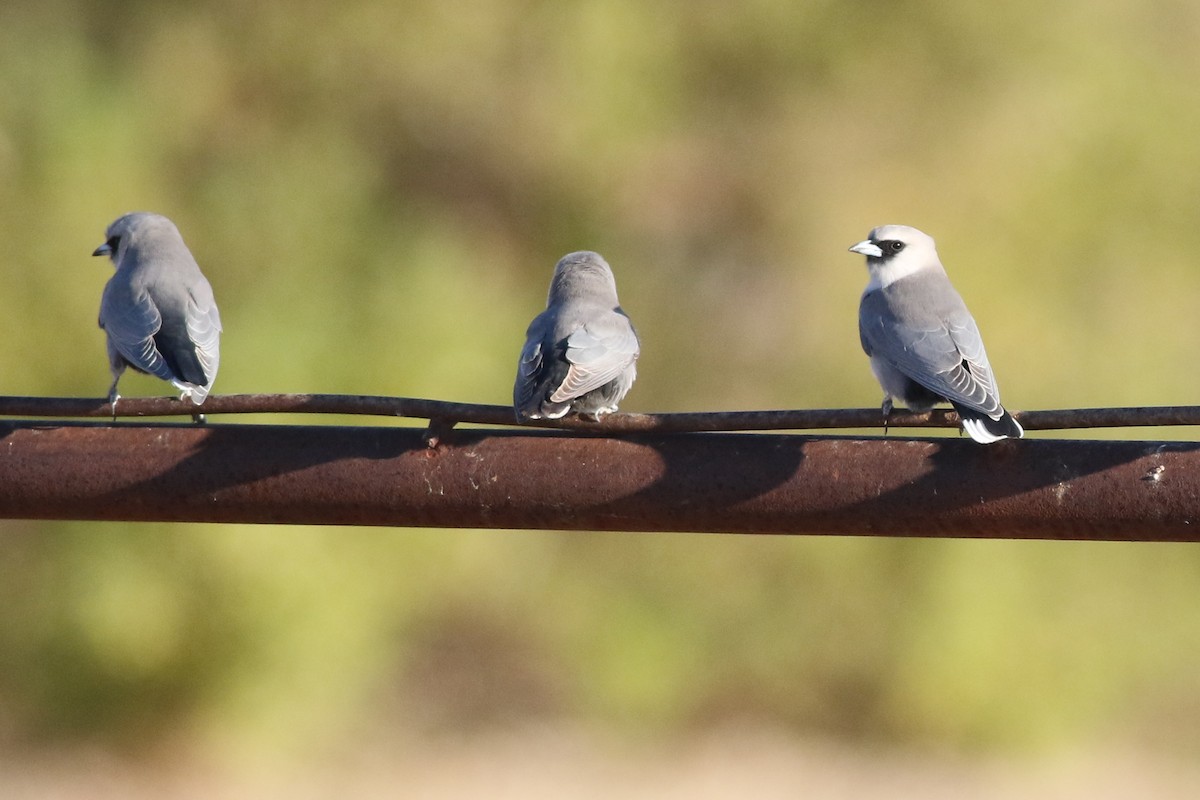 Black-faced Woodswallow - ML621852350
