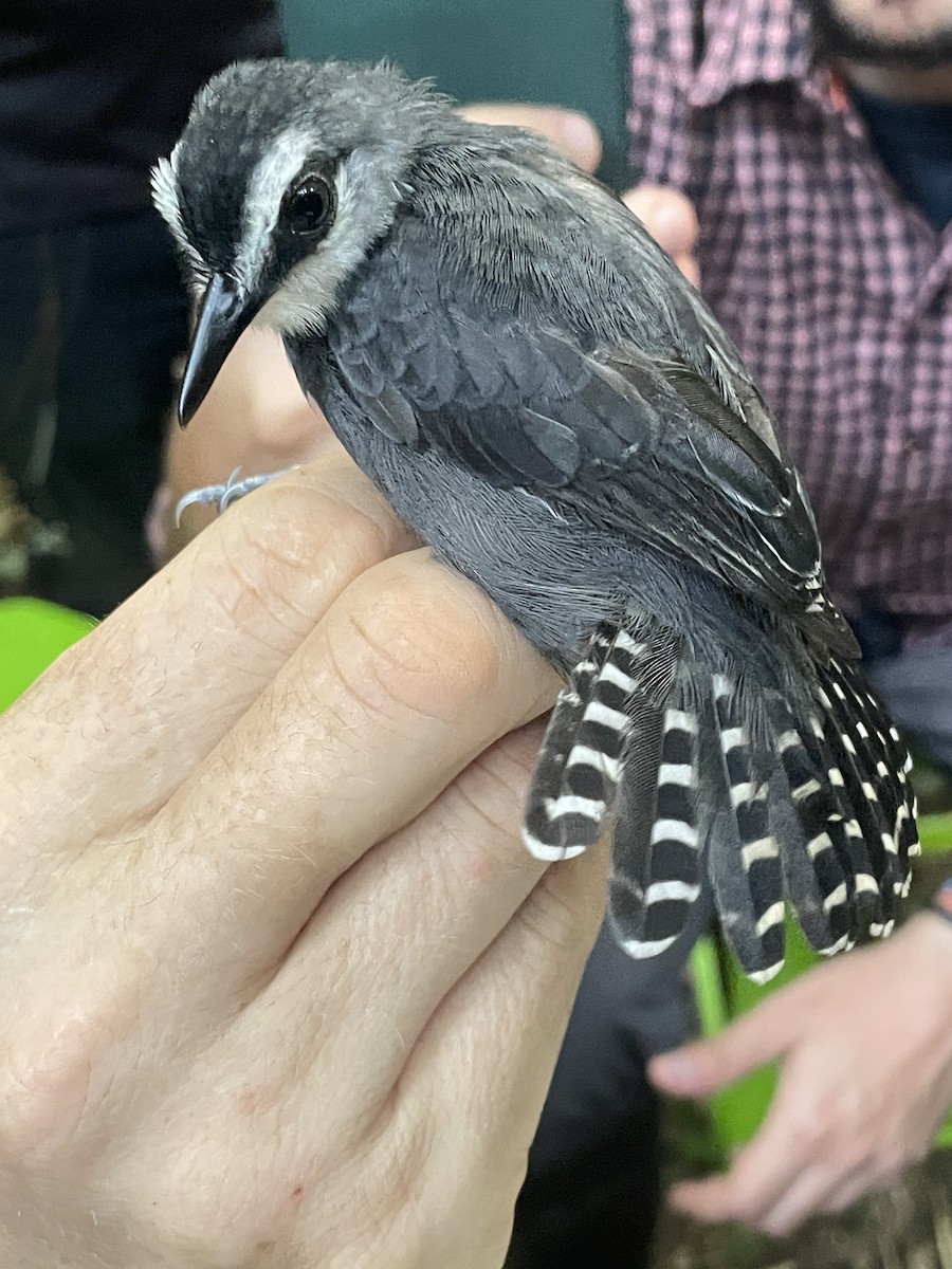 White-throated Antbird - ML621852379