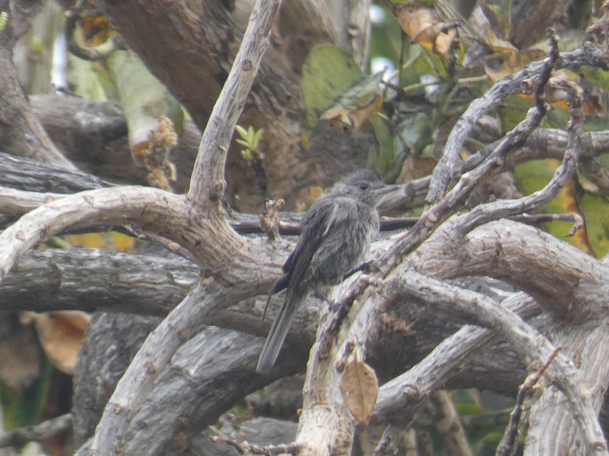 Eurasian Blackcap - ML621852388