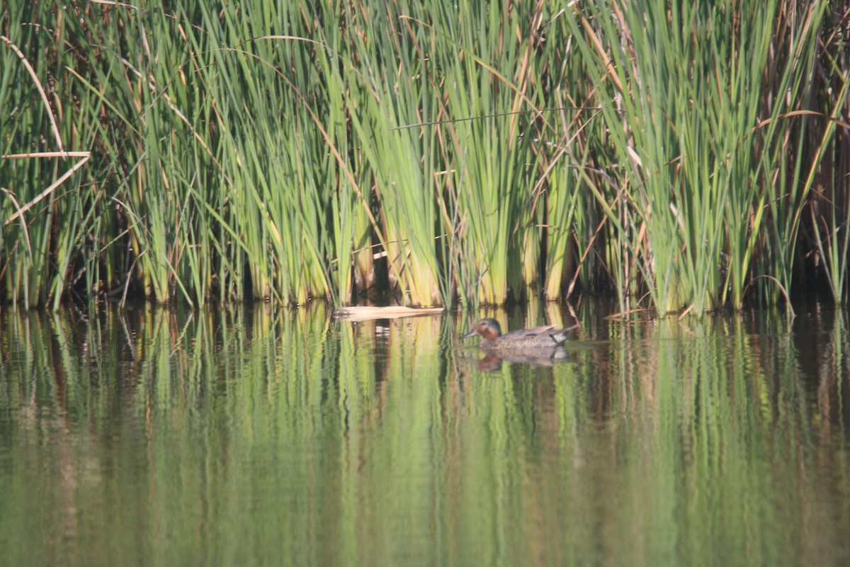 Green-winged Teal - ML621852546