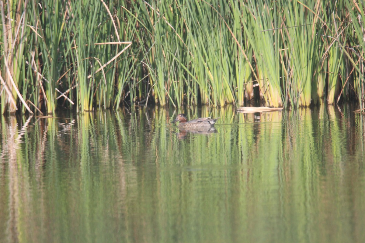 Green-winged Teal - Jim Roberts