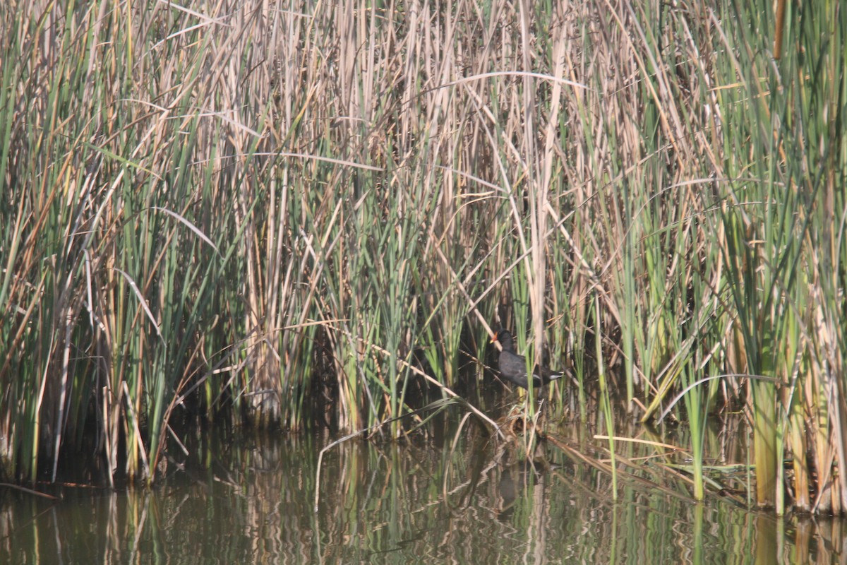 Common Gallinule - ML621852564