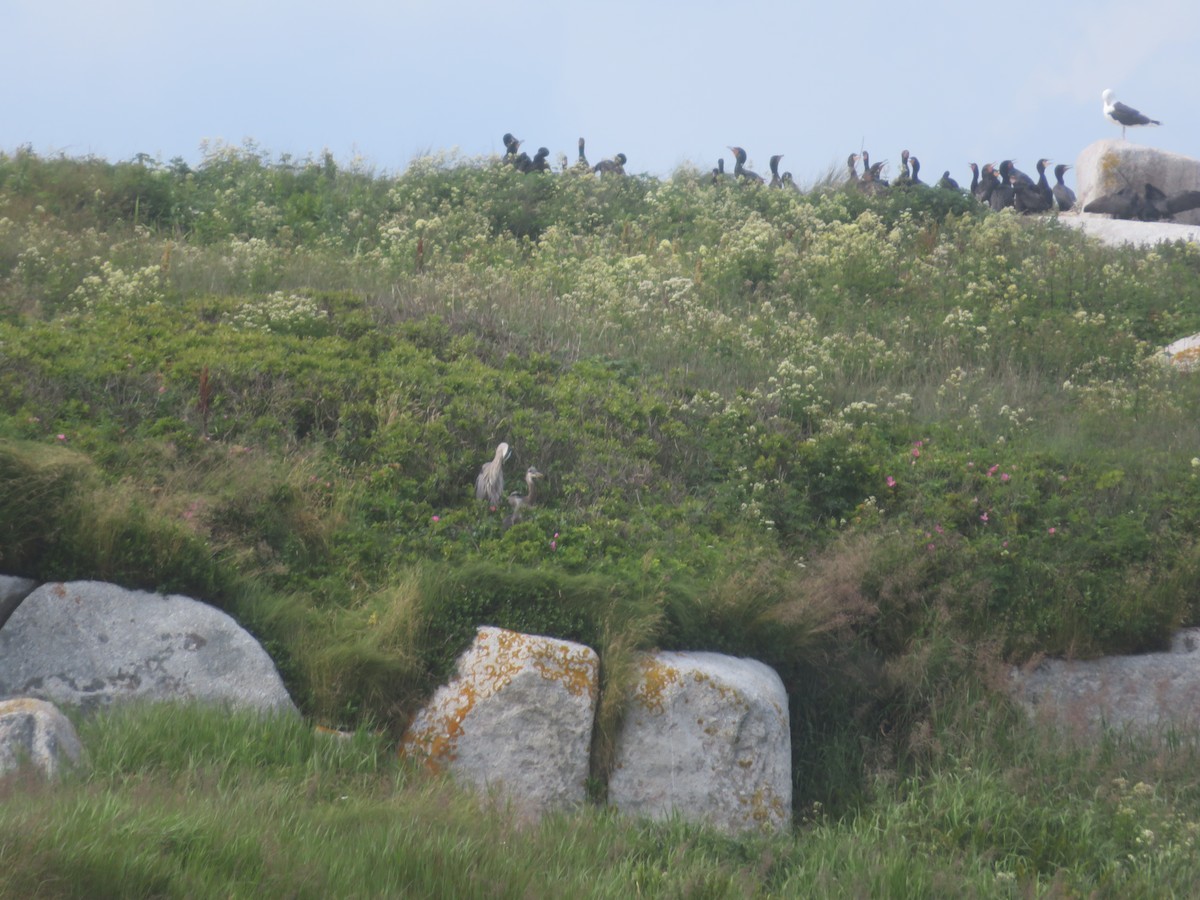 Great Blue Heron - ML621852583