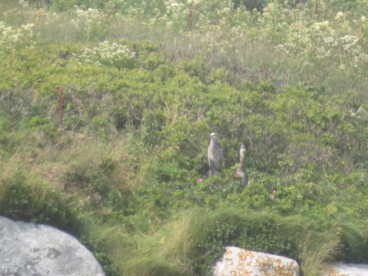 Great Blue Heron - ML621852584