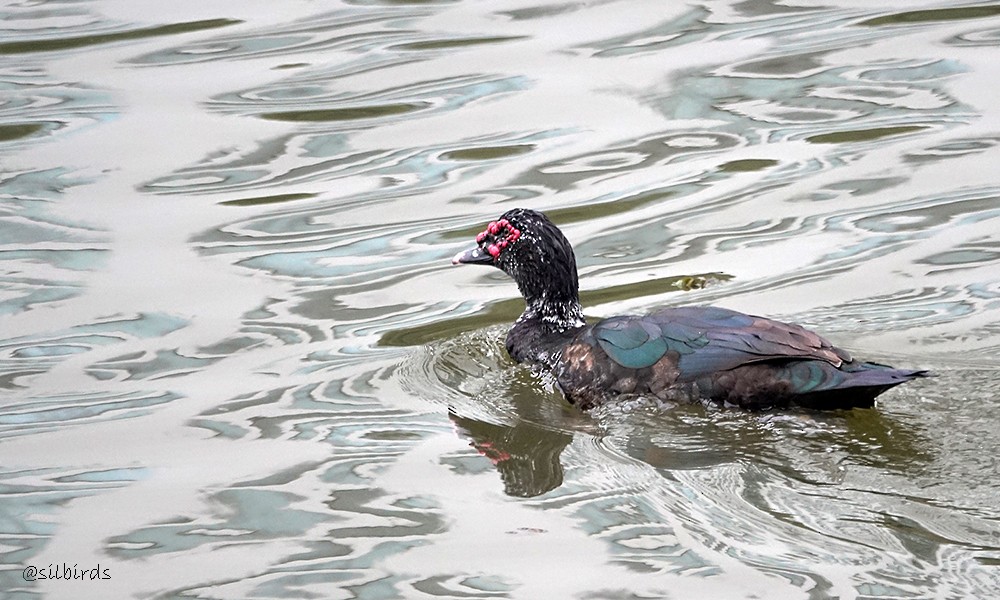 Muscovy Duck (Domestic type) - ML621852625