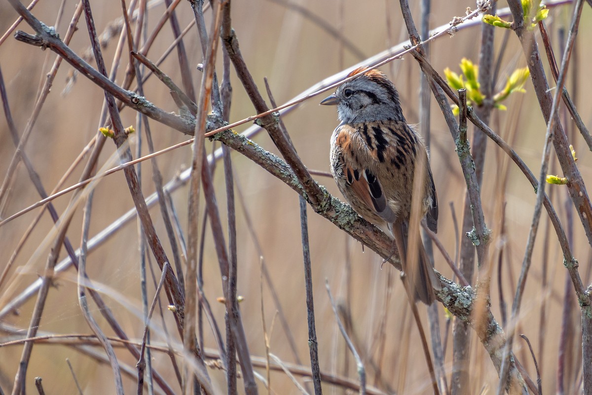 Swamp Sparrow - ML621852750