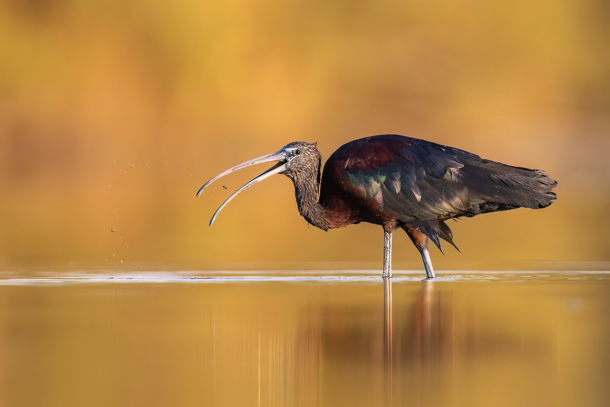 Glossy Ibis - ML621852752