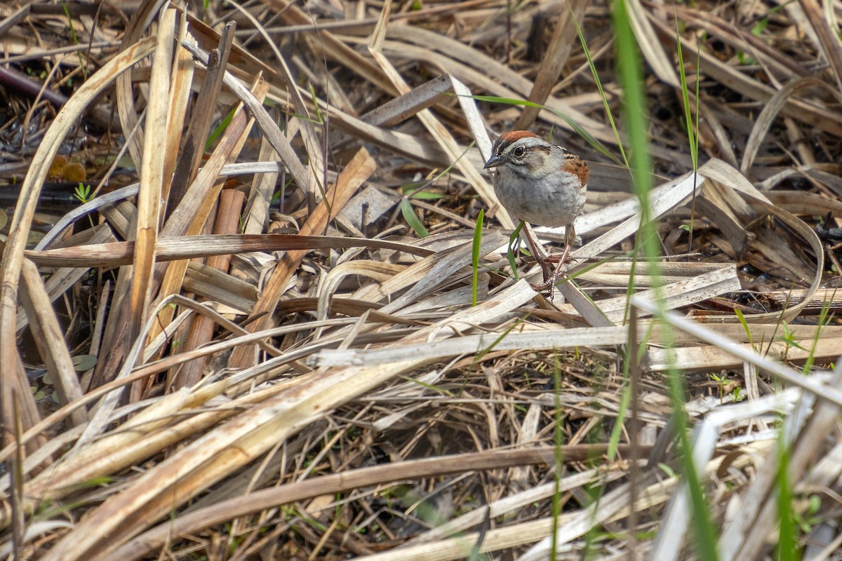 Swamp Sparrow - ML621852753