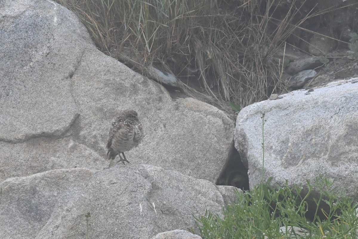 Burrowing Owl - ML621852768