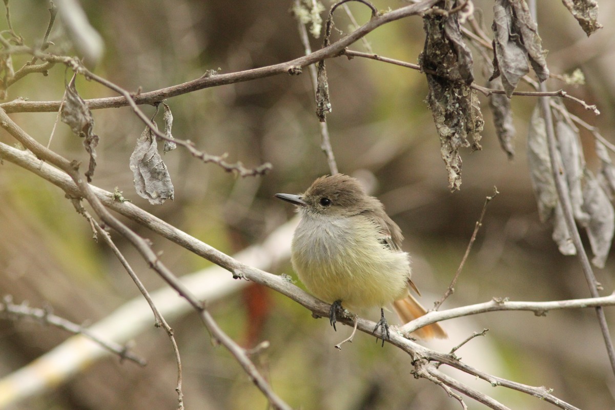 Galapagos Flycatcher - ML621852900