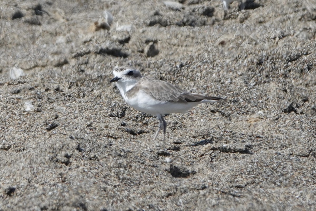 Snowy Plover - ML621852906