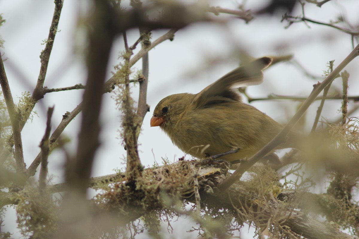 Small Tree-Finch - ML621852913