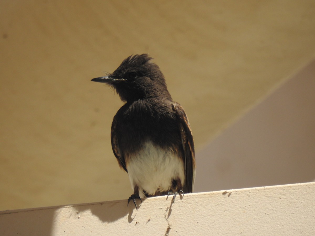 Black Phoebe - ML621852919