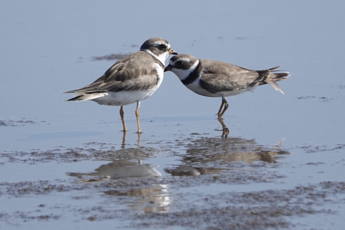 Semipalmated Plover - ML621852921