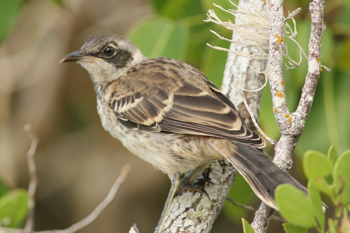 Galapagos Mockingbird - ML621852923